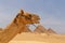 Camel against pyramids of Giza