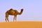 Camel alone in desert