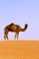 Camel alone in desert