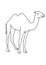 Camel animal black and white lineart drawing illustration. Hand drawn lineart illustration in black and white