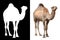 Camel animal over white