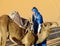 Camel and arab camel driver ready to ride in desert