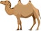 The Camel of Arabia Mammal Animal Vector