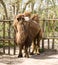 Camel artiodactyl ruminant Bactrian camel ship of the desert