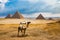 Camel awaits its next rider at the Giza Pyramids