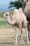 Camel baby calf