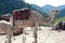 Camel with Baby, camel with calf, Atlas Mountains, Morroco
