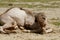 Camel baby lies  on the grass