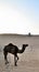 Camel on the background of the dune, Dubai