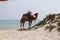 Camel on the beach in Tunisia. Beautiful seascape.  Tunisia.