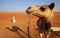 Camel and a bedouin