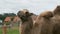 Camel behind a fence on a farm