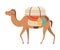 Camel with Bridle and Saddle, Desert Animal Walking with Load, Side View Vector Illustration