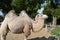 Camel at Budapest zoo park