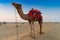 Camel for camel ride at Thar desert, Rajasthan, India