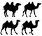 Camel Camels Silhouette Isolated