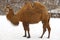 Camel - Camelus bactrianus