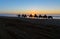 Camel caravan at beach at sunset . Essaouira.