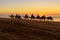 Camel caravan at beach at sunset . Essaouira. Morocco