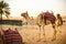 Camel caravan in the desert