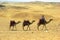 Camel caravan in desert