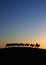 Camel caravan in the desert dawn