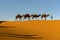 Camel caravan going through the golden sand dunes in the Sahara