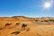 Camel caravan going through the sand dunes in the Sahara Desert