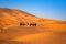 Camel caravan going through the sand dunes in the Sahara Desert, Merzouga, Morocco