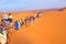 Camel caravan going through the sand dunes in the Sahara Desert in Morocco