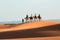 Camel caravan going through the sand dunes in the Sahara Desert. Morocco Africa. Beautiful sand dunes in the Sahara