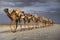 Camel caravan at lake Karoum