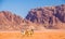 Camel caravan in majestic Wadi Rum