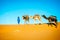 Camel caravan moving in Sahara desert in morning.