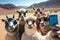 Camel caravan in the Namib desert taking selfie with mobile phone