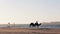 Camel Caravan on the ocean Essaouira Morocco