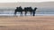 Camel Caravan on the ocean Essaouira Morocco
