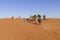 Camel caravan in the Sahara