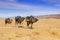 Camel caravan in the Sahara desert