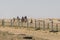 Camel caravan in the sahara desert