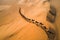 Camel caravan in the Sahara desert, Morocco, Africa.