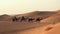Camel caravan in Sahara desert in sunset light and blue sky background, Morocco. Tourists ride camels in sand dunes