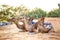 Camel caravan in the Sahara of Morocco. Animals lie on sand dunes and have typical African saddles on their backs