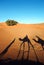 Camel caravan shadows