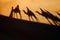 Camel caravan shadows