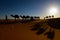 Camel caravan silhouette with sunset in Sahara Desert,