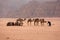 Camel caravan stopped halfway among the desert amid tan mountains