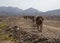 Camel caravan transporting salt across rough inhospitable terrain Ass Ale Salt Lake Ethiopia