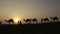 Camel caravan travel in rajasthan desert people picnic and walking with camel kutch white desert indian touisum