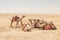 Camel caravan on vacation. leader of the pack in front of the camels. teacher teaches the students. Camels riding tourists in the